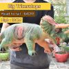 big-triceratops