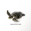 black-turtle